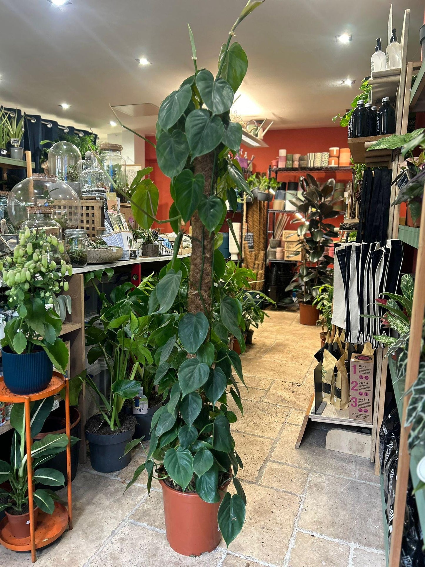 Philodendron hederaceum (Heartleaf Plant)