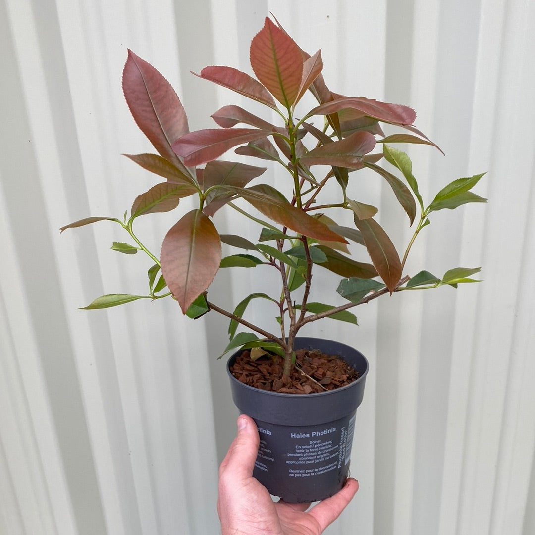 Photinia x fraseri 'Red Robin'
