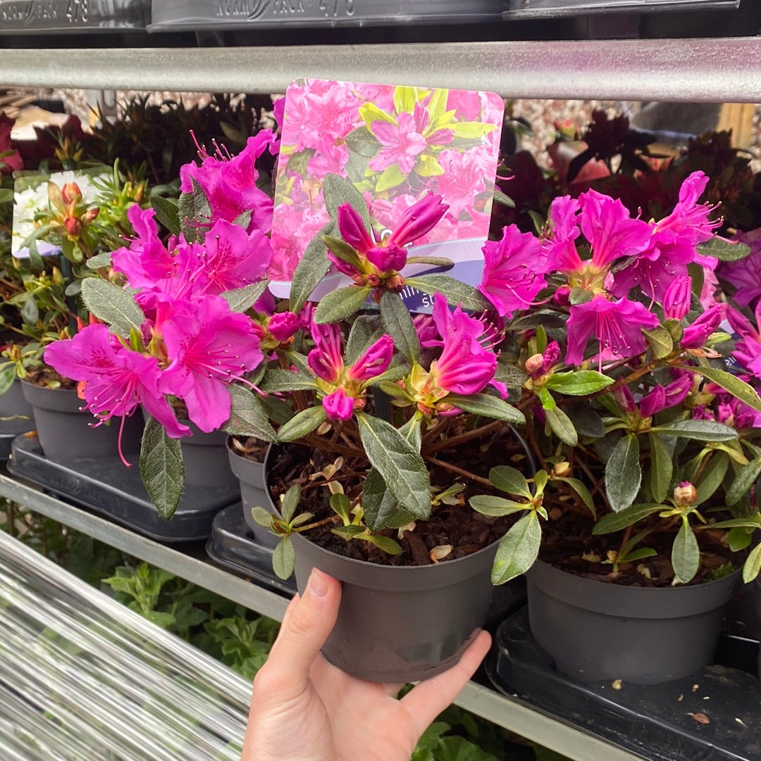 Azalea 'Koningstein' 1.5L