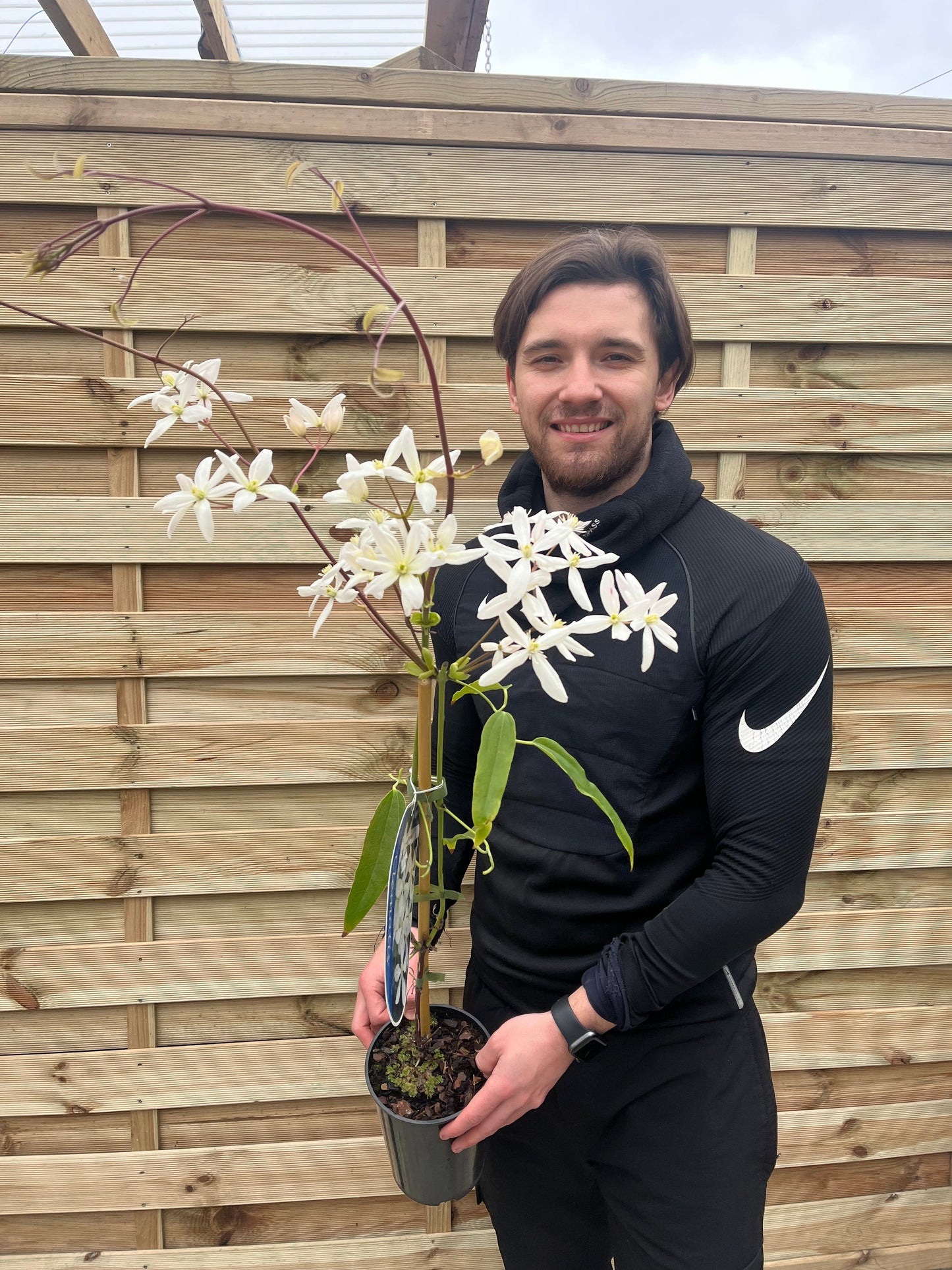 Clematis armandii 'Snowdrift' 100cm (Evergreen and Fragrant)