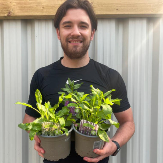 3 x Salvia Perennials 1.5L | 3 Different Varieties