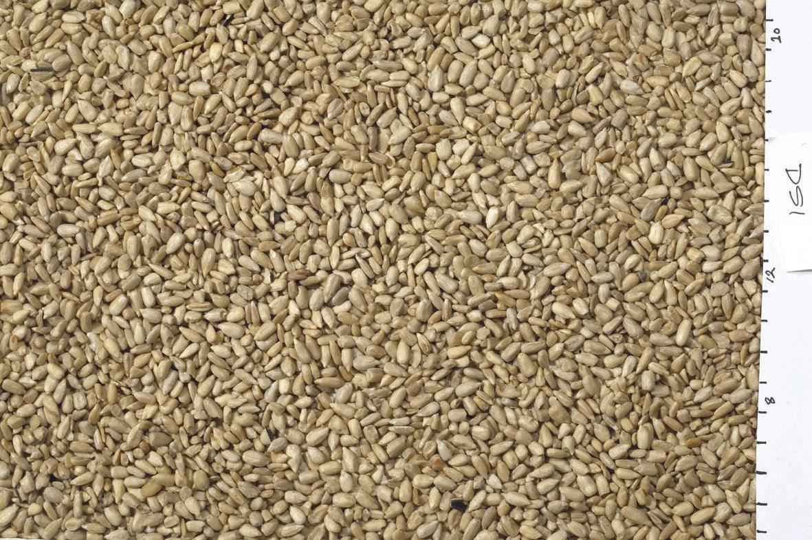 Johnston & Jeff White Sunflowerseed