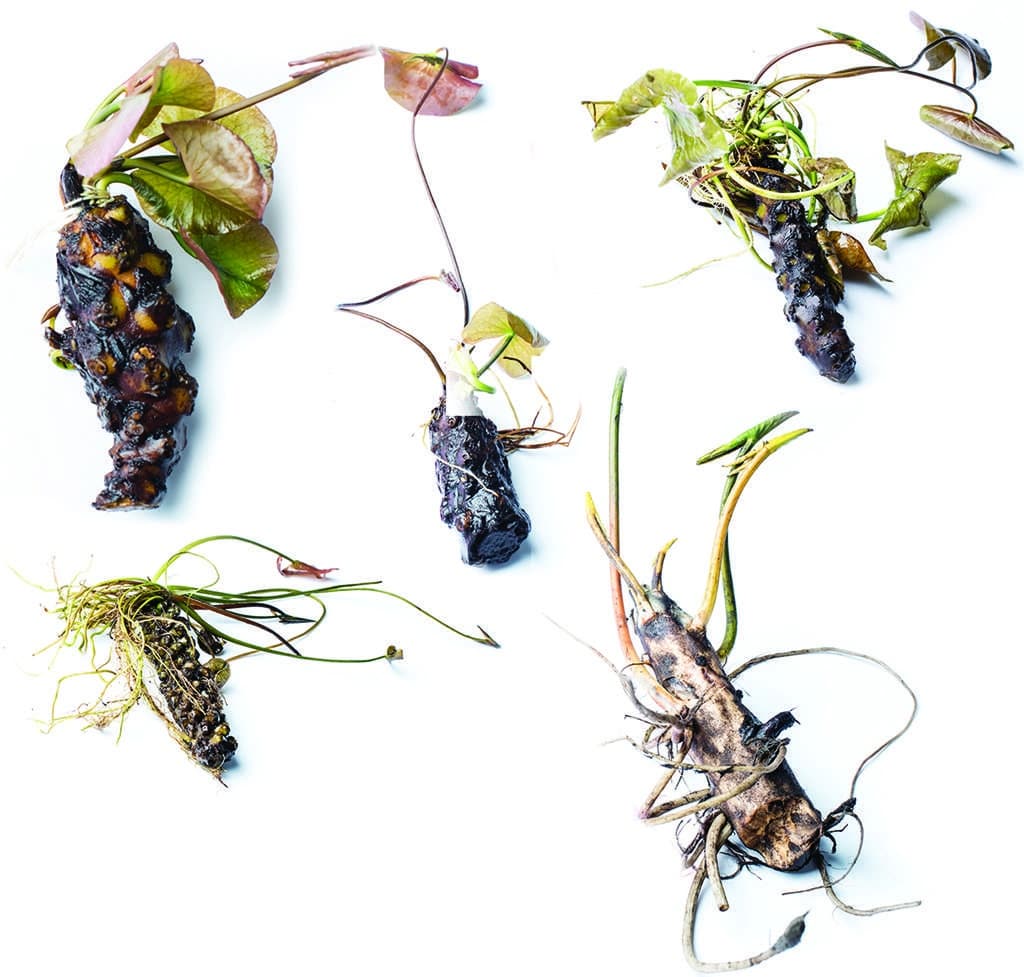 Black Princess water lily - pond plants - MW31