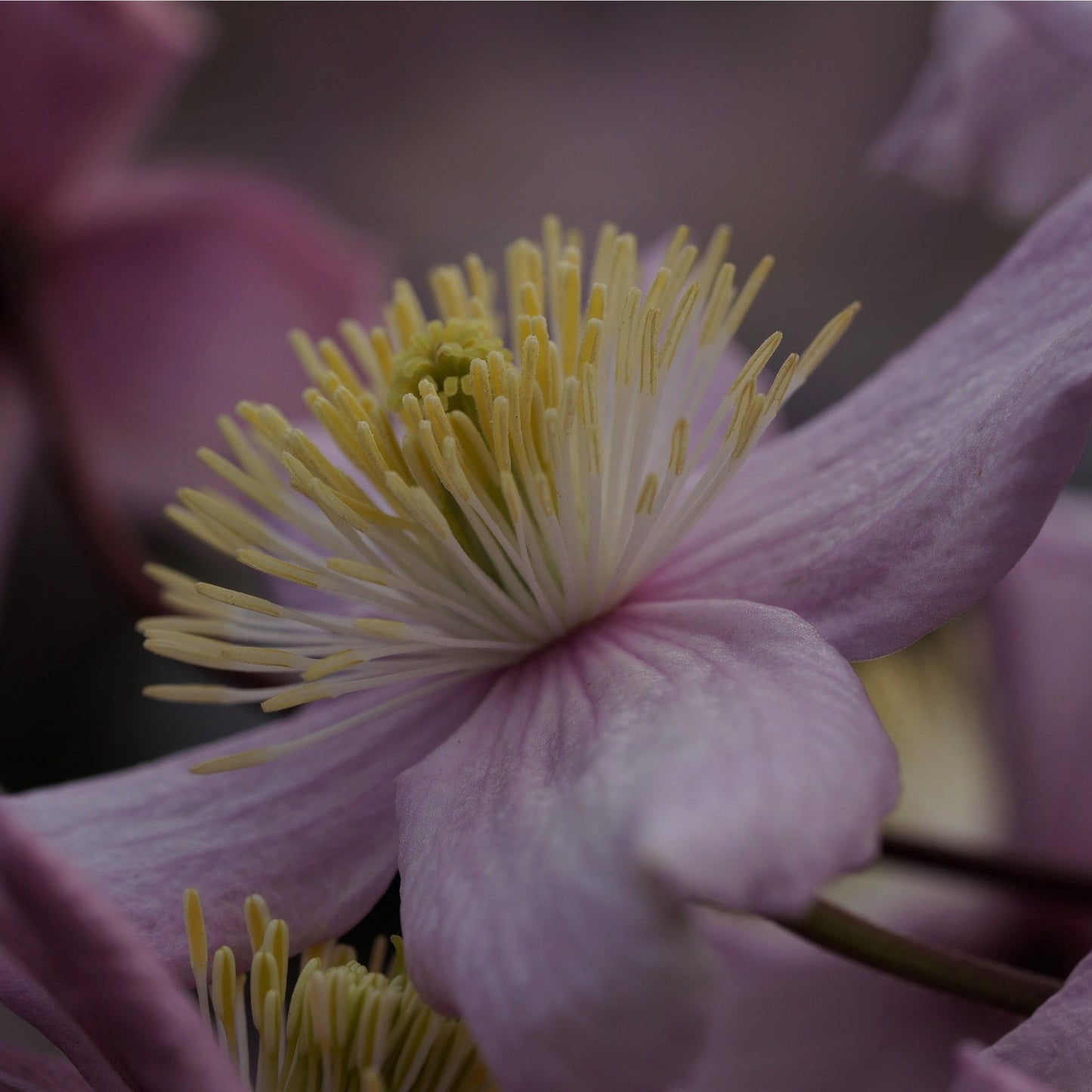 Clematis montana 'Mayleen' 60cm