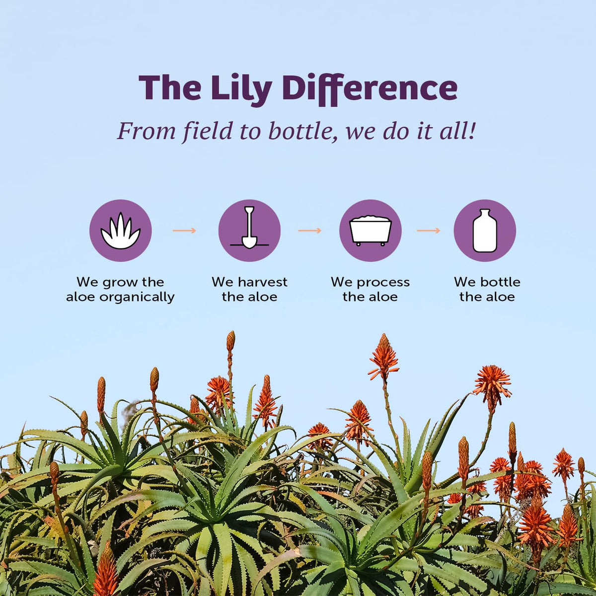 Lily Of The Desert Stomach Formula - Organic Aloe Vera Juice for Gut Health & Heartburn Relief - 32 oz