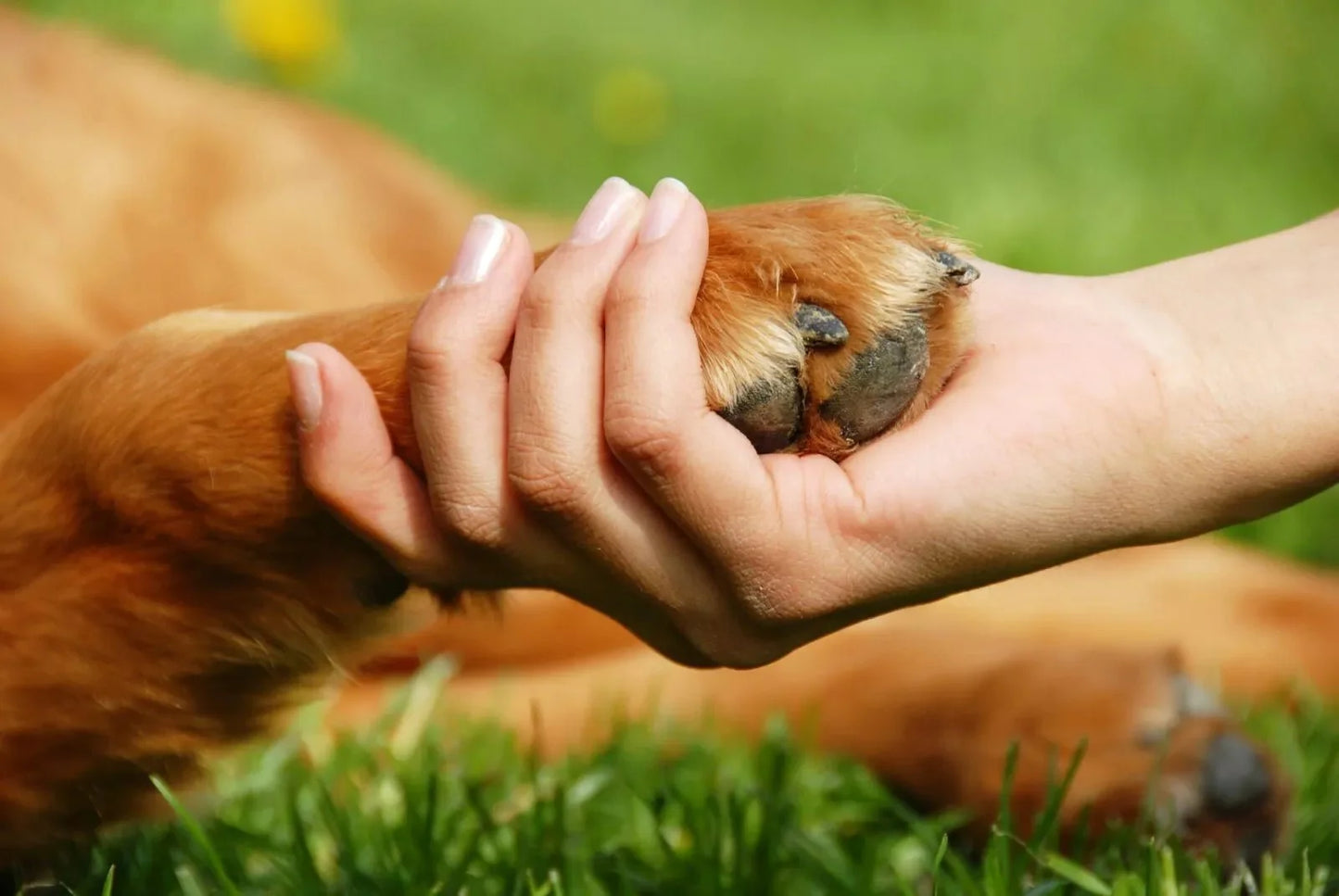 Tea Tree Balm for Dogs & Cats – Natural Pet Paw & Skin Balm – Soothes Dry Itchy