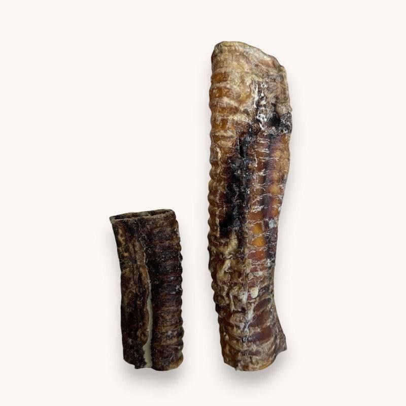 Ostrich Trachea
