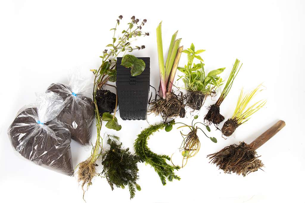 Pond Starter Packs - Pond topup Packs - Oxygenating - Compost and Pots Potted