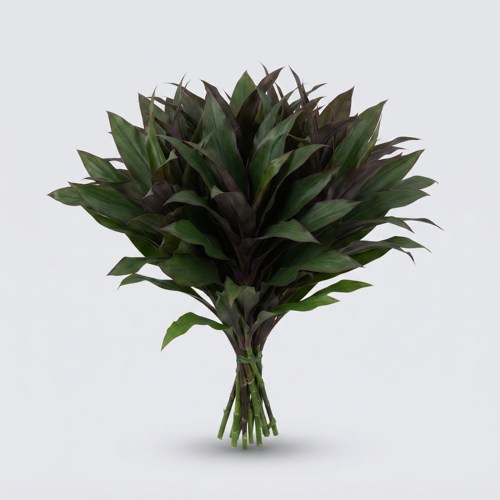 Cordyline Chicken Tail Top