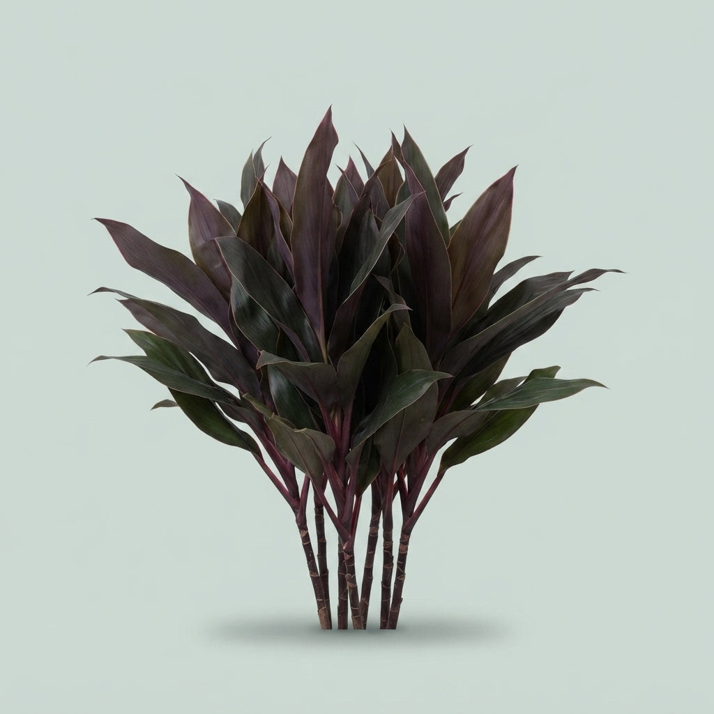 Cordyline Cappucino Top