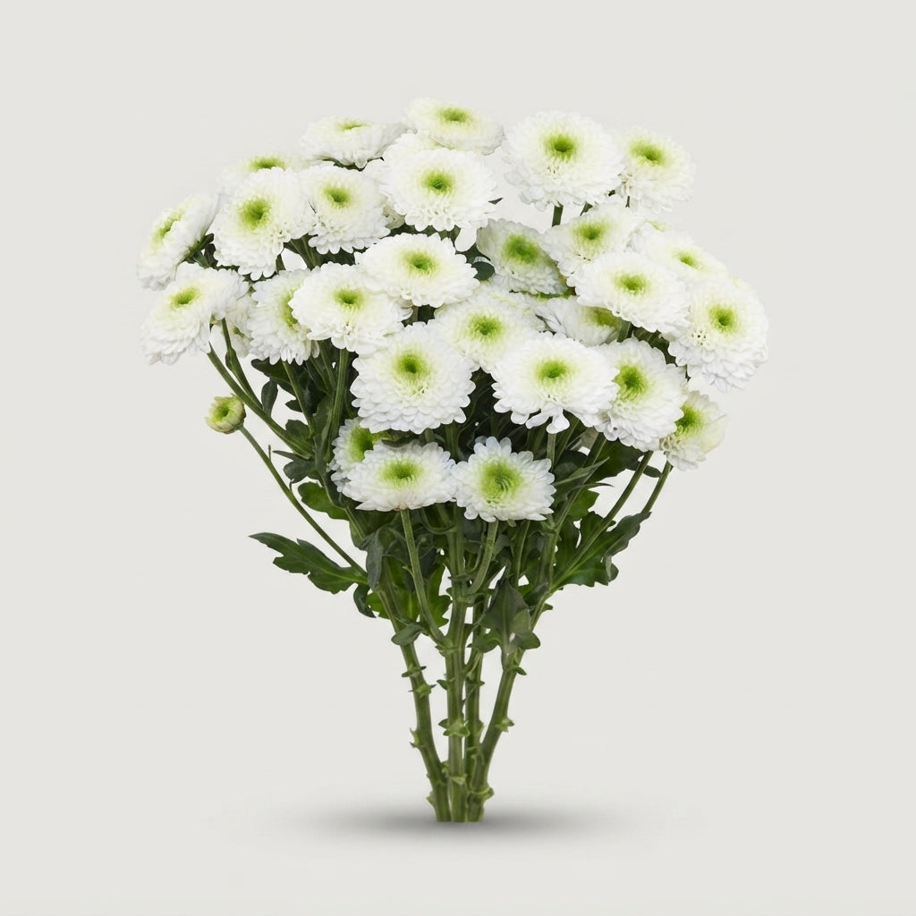Chrysanthemum Spray Daydream
