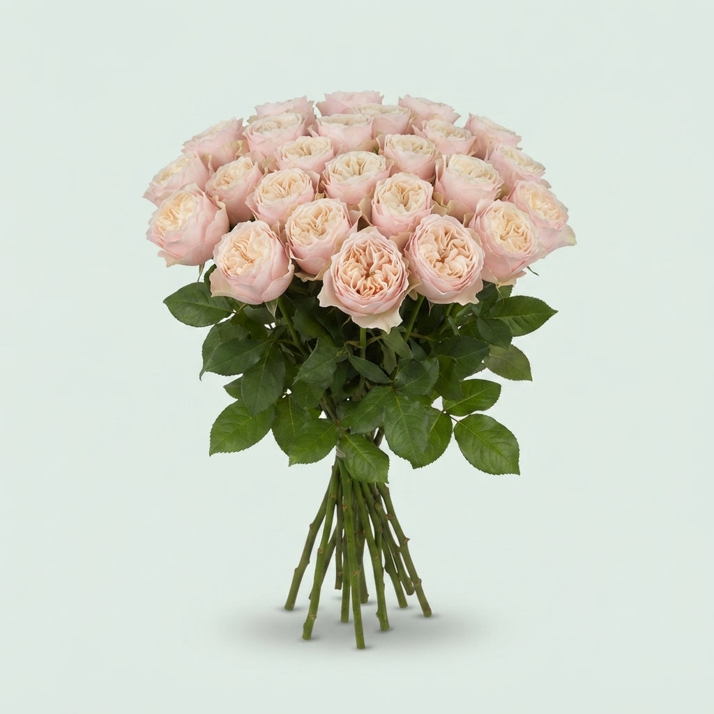 Rose Chiffon