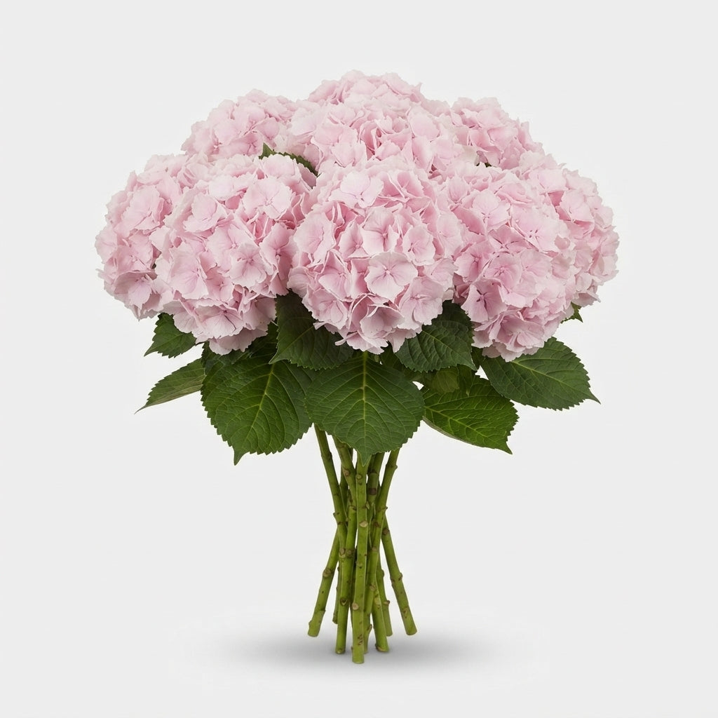 Hydrangea Verena Light Pink