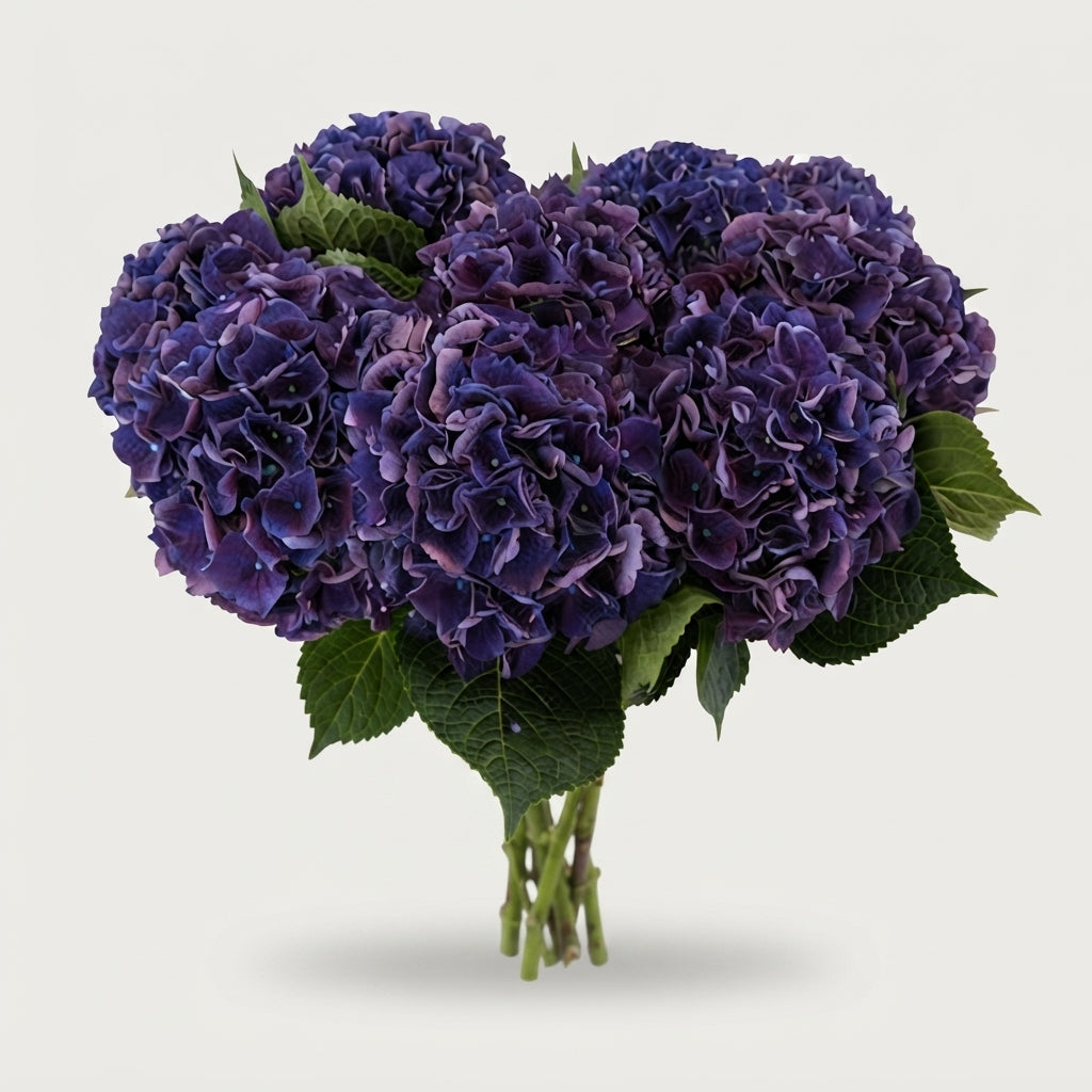 Hydrangea Royal King