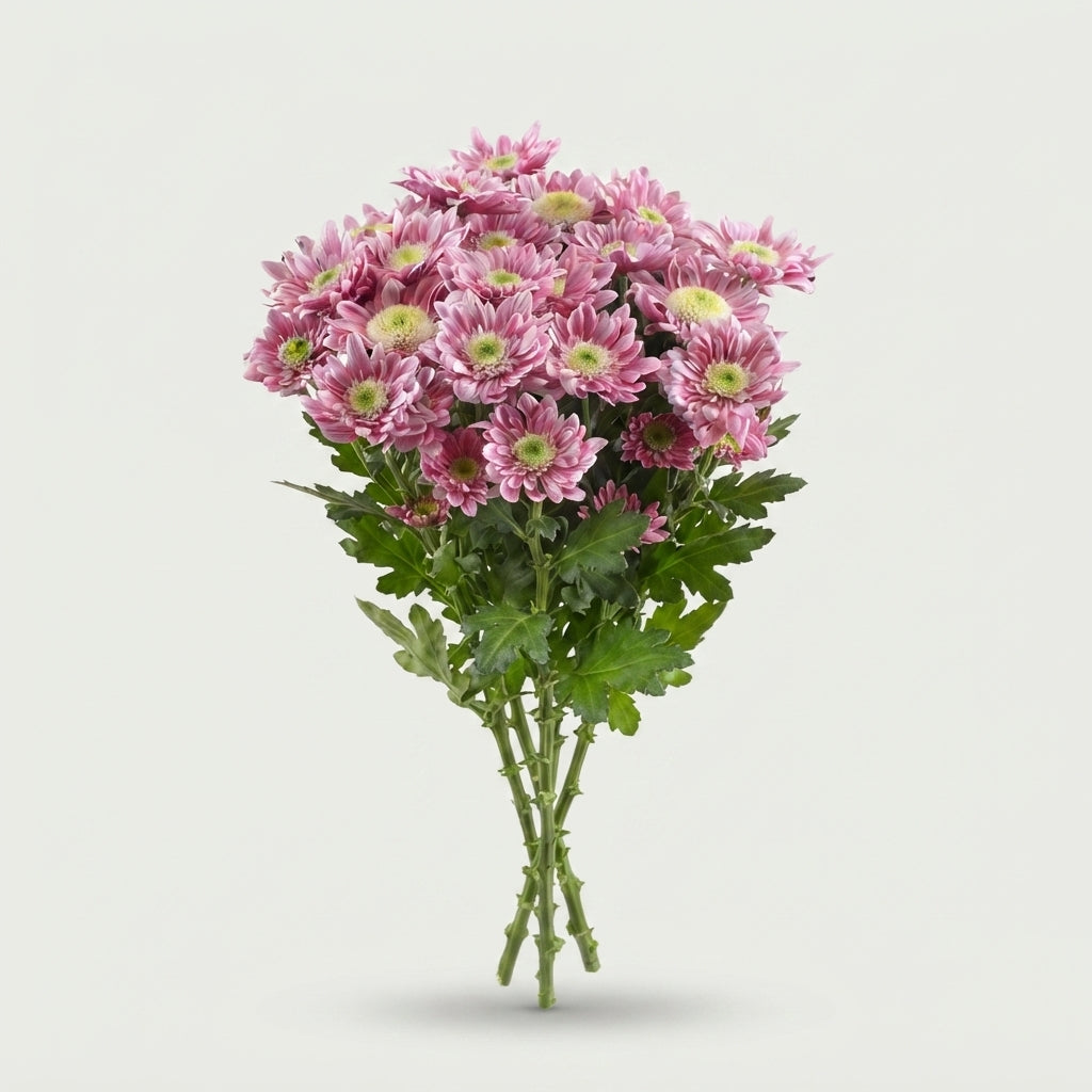 Chrysanthemum Spray Serenity Sweet