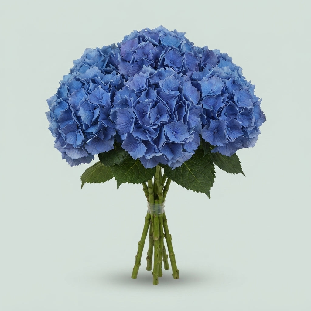 Hydrangea Royal Parade