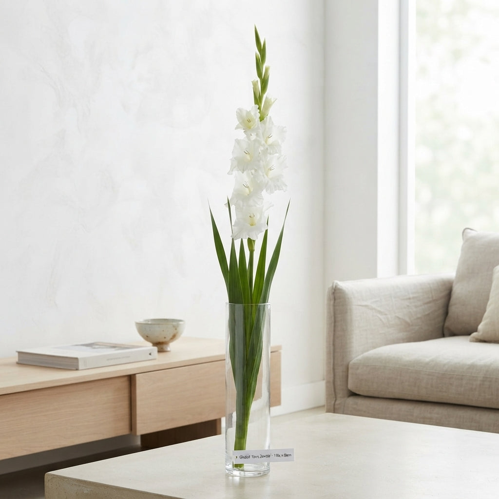 Gladioli White Wholesalers Choice