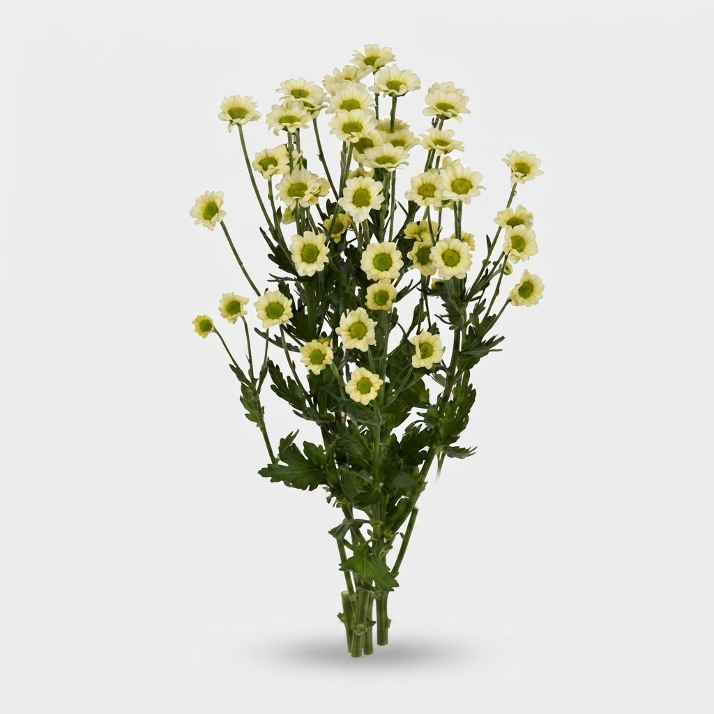 Chrysanthemum Santini Nyaka Cream