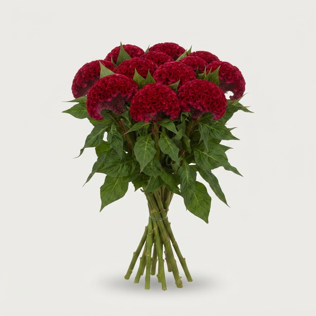 Celosia Act Dara