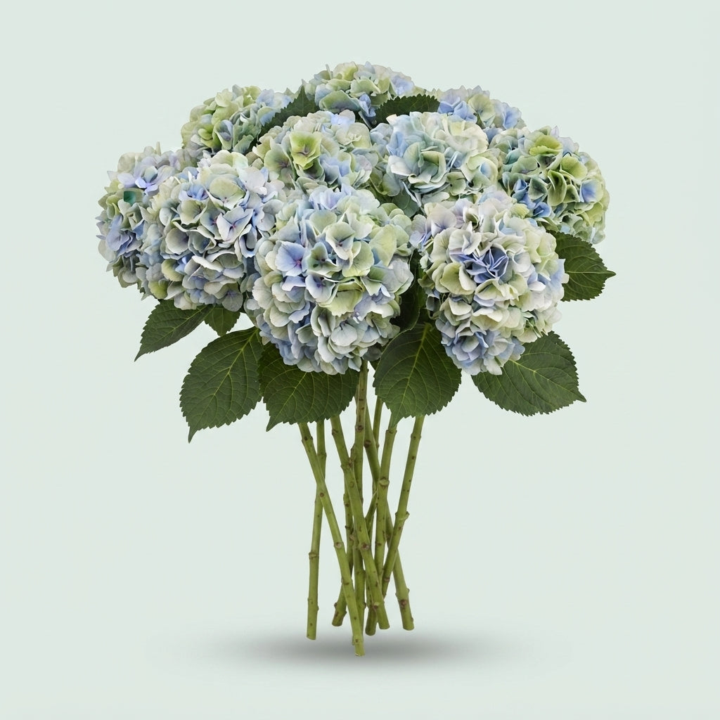 Hydrangea Verena Blue