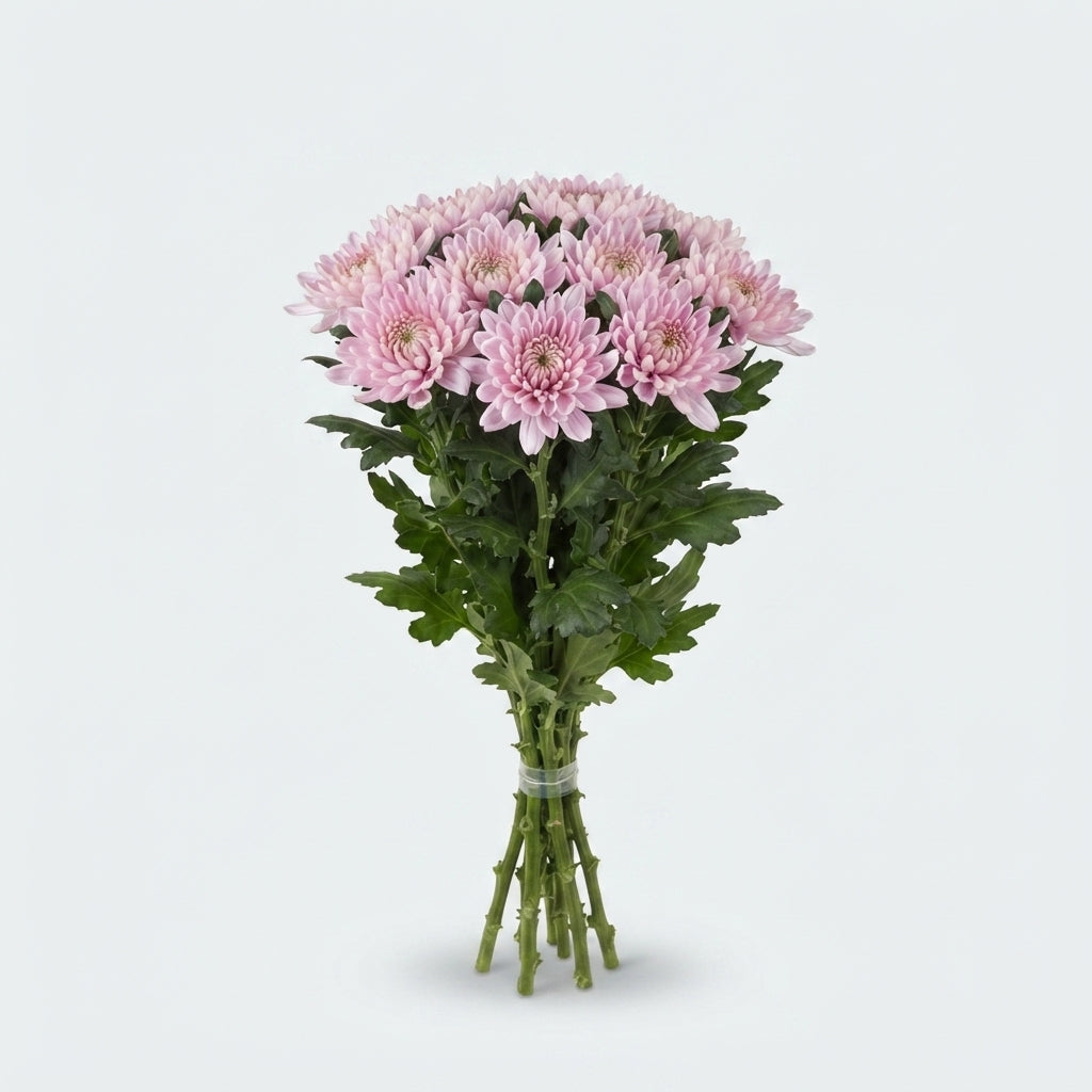 Chrysanthemum G Rossano