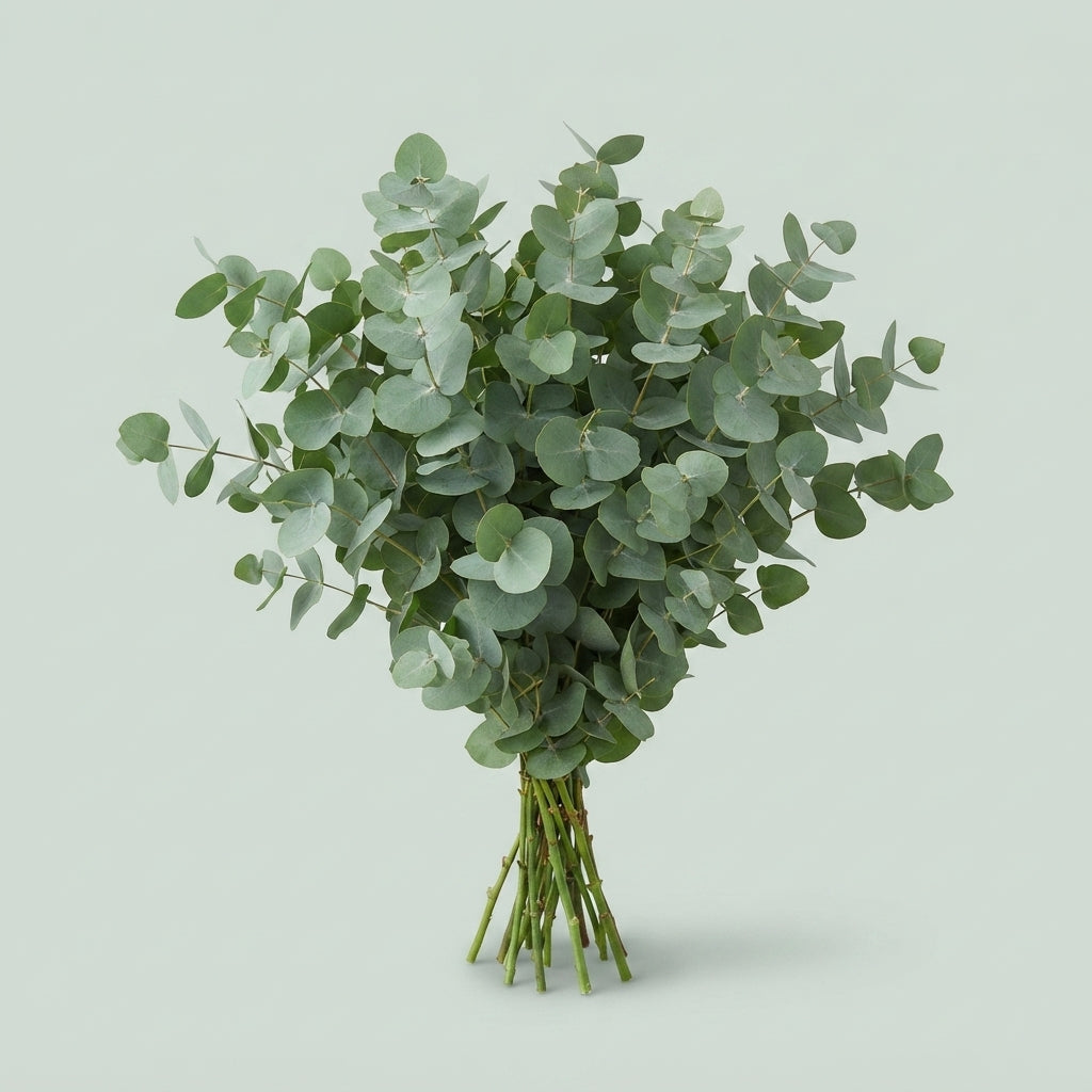 Eucalyptus Cinerea