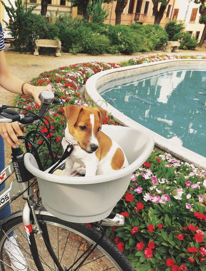 Bellelli Pluto - Pet Basket