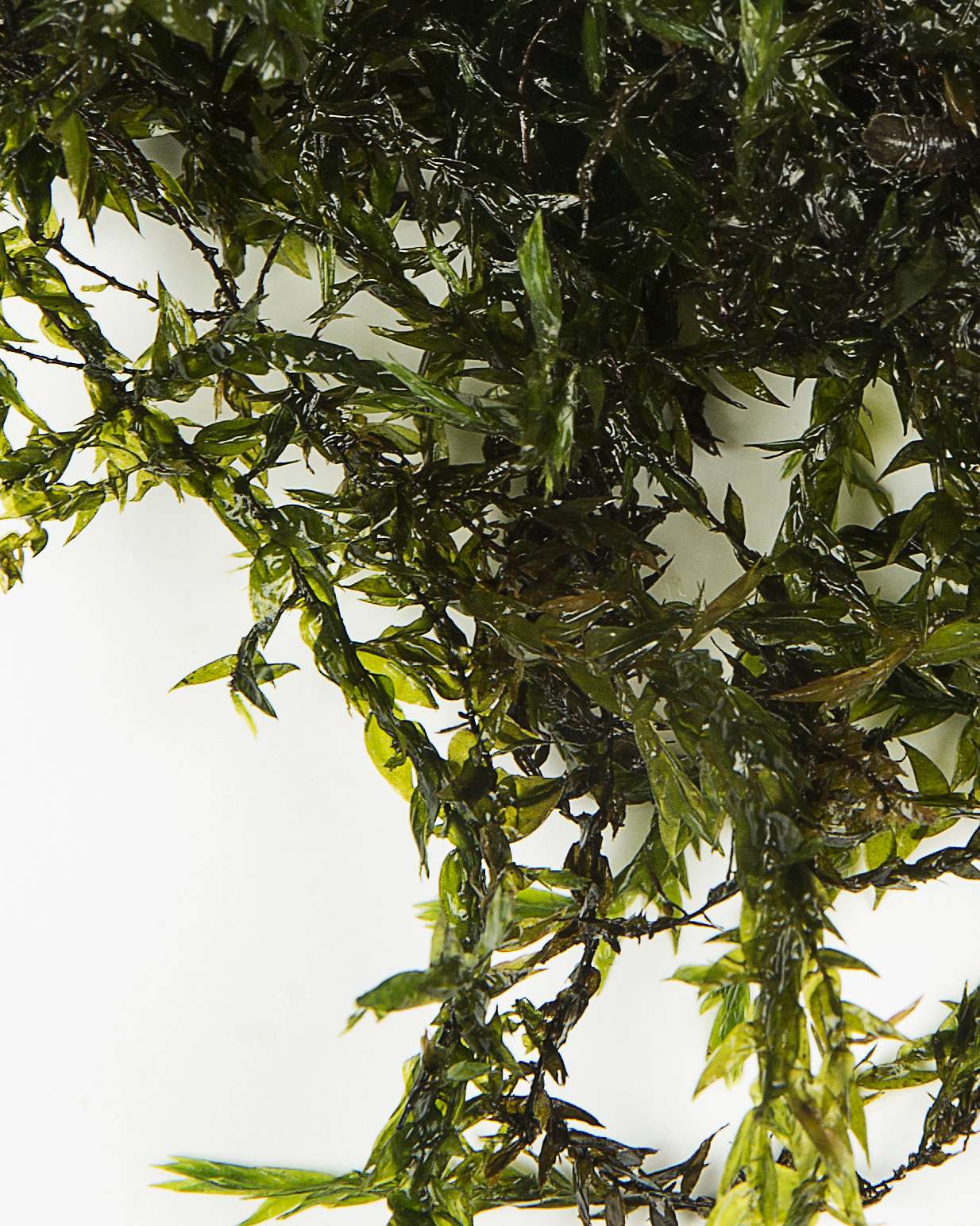 Fontinalis - oxygen plant - pond plant - water plant - OX007