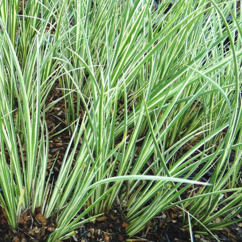 Acorus gramineus Argenteostriatus - Marginal Pond Plants - Pond Plants - Water Plants - MP003A