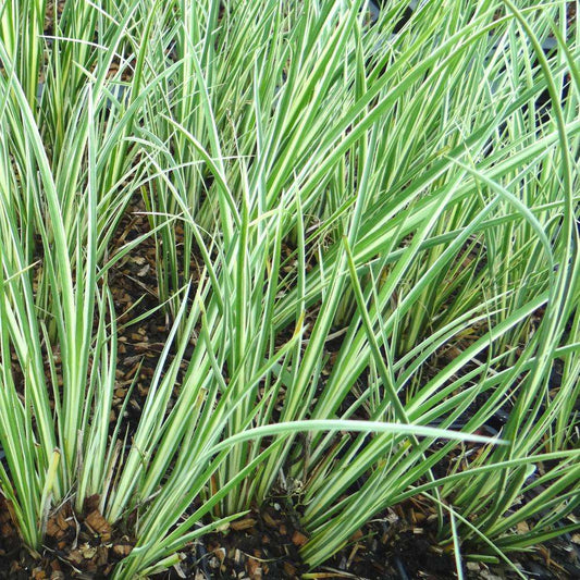 Acorus gramineus Argenteostriatus - Marginal Pond Plants - Pond Plants - Water Plants - MP003A