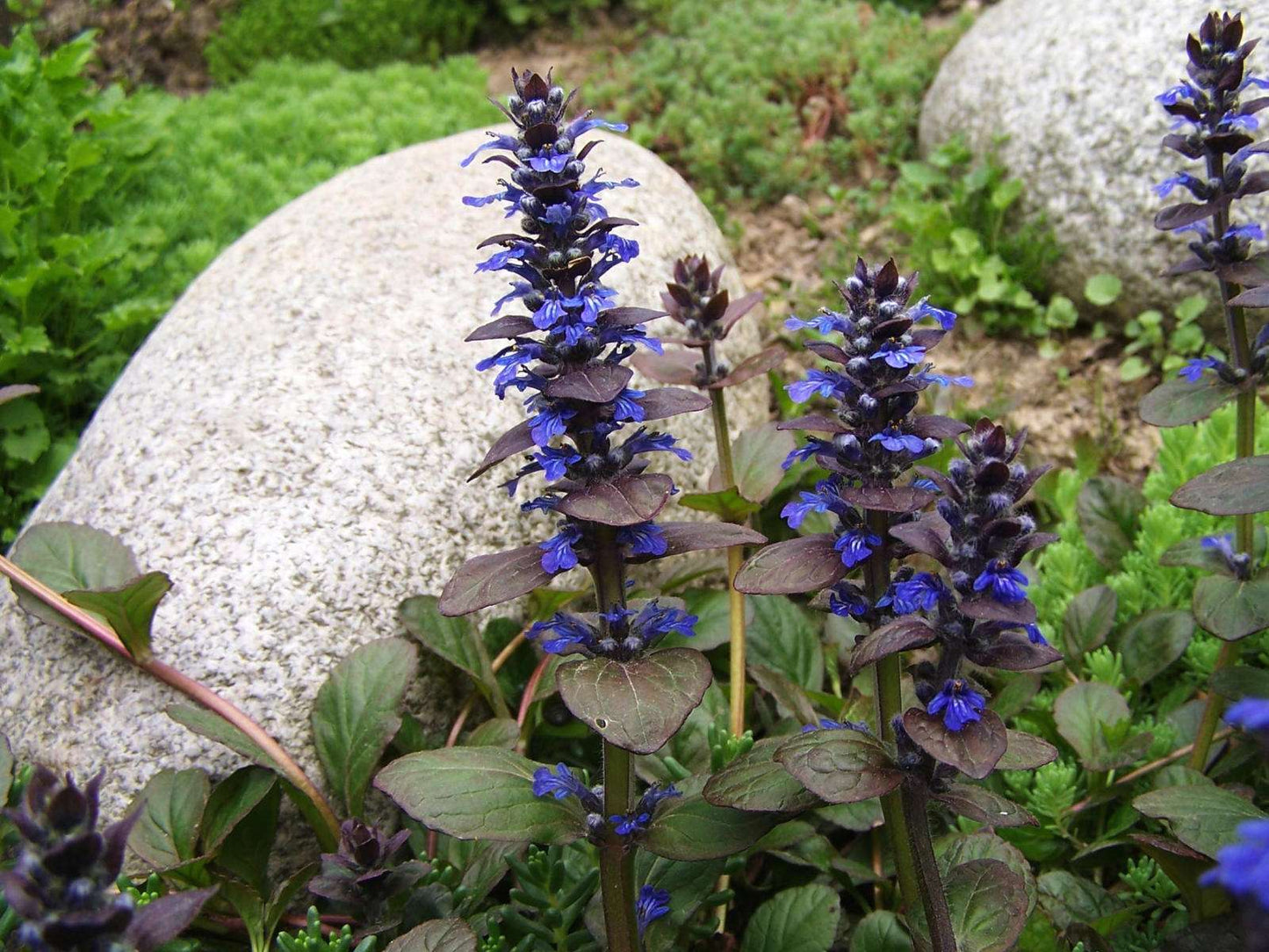 Ajuga reptans (Burgundy Glow) - Marginal Pond Plants - BP003