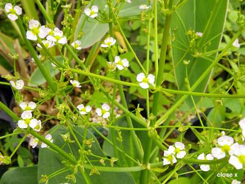 Alisma parviflorum (American Plantain) - Marginal Pond Plants - MP007