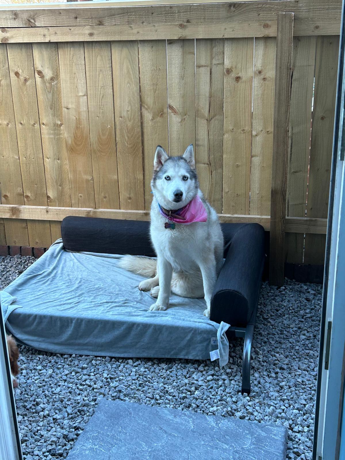 PetFusion Elevated Outdoor Dog Bed Extra Large CLEARANCE