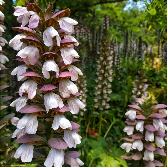 Acanthus mollis 2L