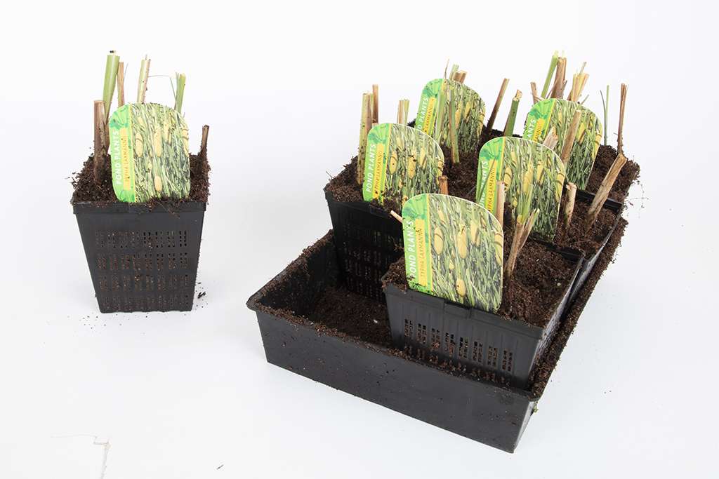 Premium Pond Starter Packs - Pond topup Packs - Oxygenating - Compost and Pots