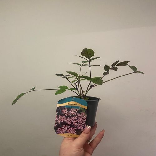 https://images.avasam.com/?w=500&url=https://avasamnew.s3.amazonaws.com/live/GB010245/d67c0b33-7665-49ed-92ae-29c68b8bc017.png