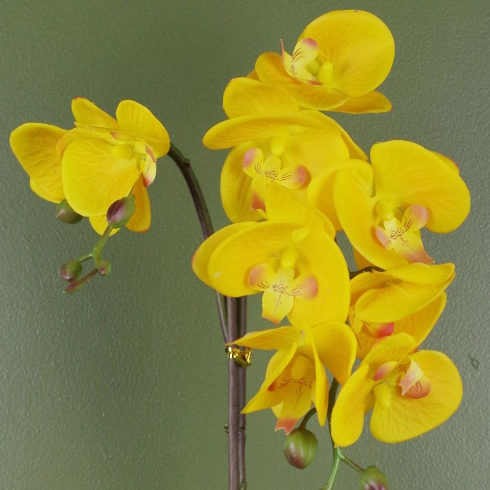 48cm Golden Orchid Artificial - Yellow with Gold Pot