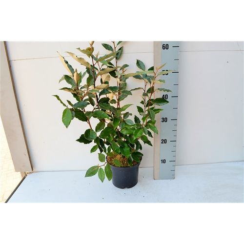 https://images.avasam.com/?w=500&url=https://avasamnew.s3.amazonaws.com/live//Elaeagnus.jpg