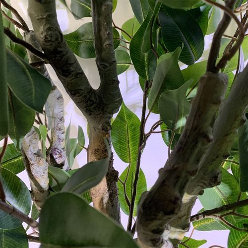 100cm Leaf Realistic Artificial Ficus Tree / Plant Bush Ficus Gold Planter