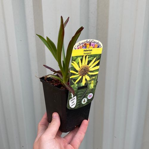 https://images.avasam.com/?w=500&url=https://avasamnew.s3.amazonaws.com/live/GB010245/78c03fb0-567f-4969-9b8b-b8c81ad8e285.png