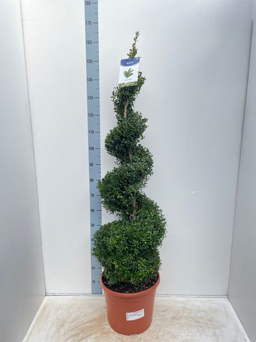 https://images.avasam.com/?w=500&url=https://avasamnew.s3.amazonaws.com/live//BuxusSpiral1.5m_6cb349b9-a850-4270-ac60-5999f64d7c28.jpg