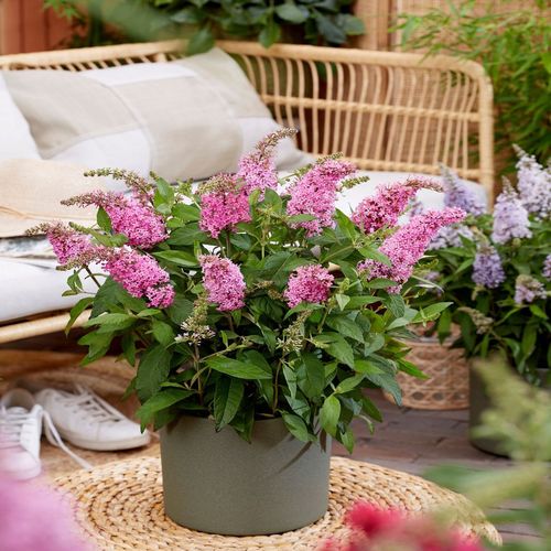https://images.avasam.com/?w=500&url=https://avasamnew.s3.amazonaws.com/product/GB010245/V0671598570/main.png