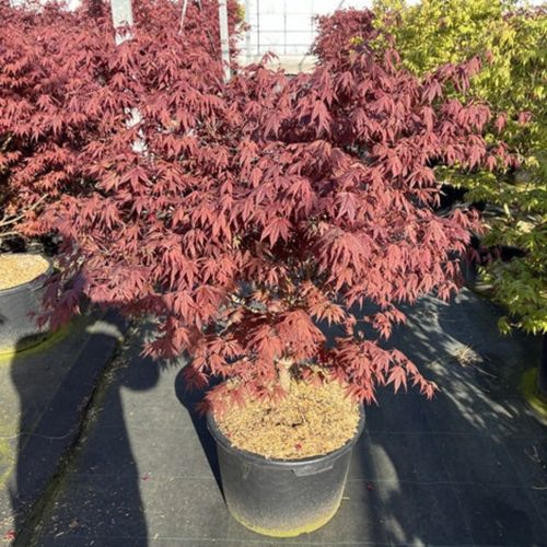 https://images.avasam.com/?w=500&url=https://avasamnew.s3.amazonaws.com/live//AcerPalmatumAtropurpurem170cmC50_32596b22-a946-4831-aa70-e40471b5f2bb.jpg