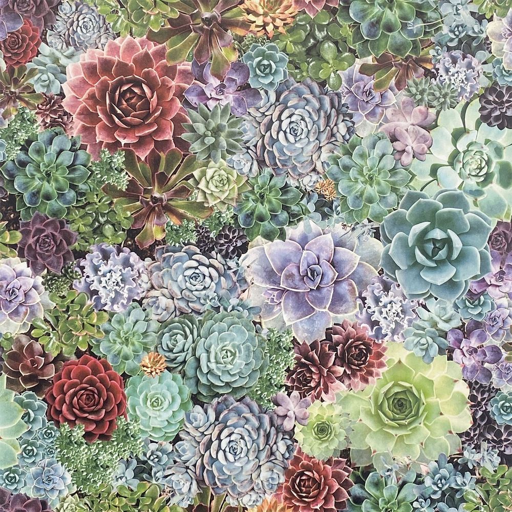 Premium Quality Succulent Living Wall Multi sw12