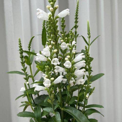 https://images.avasam.com/?w=500&url=https://avasamnew.s3.amazonaws.com/live/GB010245/S0671632731_12.jpg