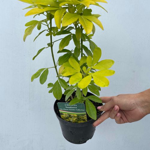 https://images.avasam.com/?w=500&url=https://avasamnew.s3.amazonaws.com/live//image_477c11d8-5af2-43f4-8fbb-b6c44aafc4b5.jpg