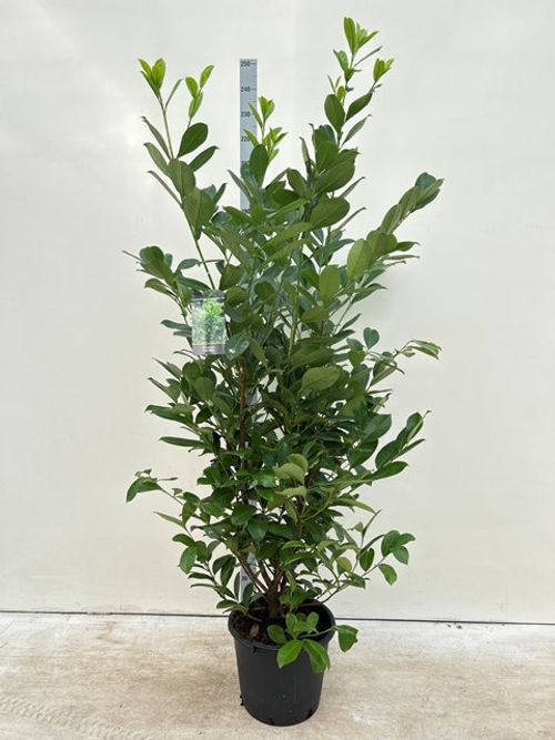 https://images.avasam.com/?w=500&url=https://avasamnew.s3.amazonaws.com/live//PrunusCherryLaurel250cm.jpg