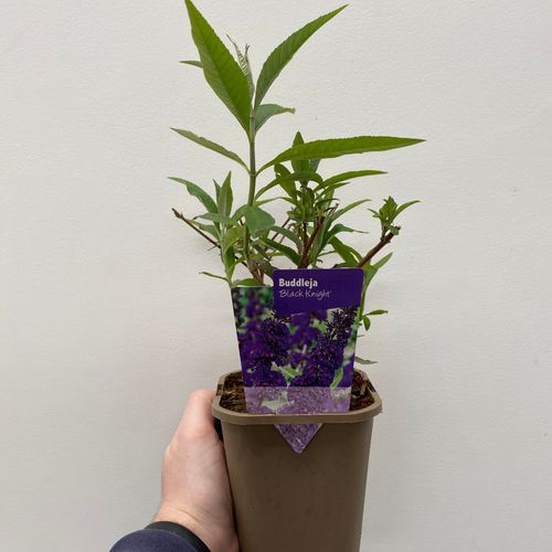 https://images.avasam.com/?w=500&url=https://avasamnew.s3.amazonaws.com/live//IMG_5158.jpg