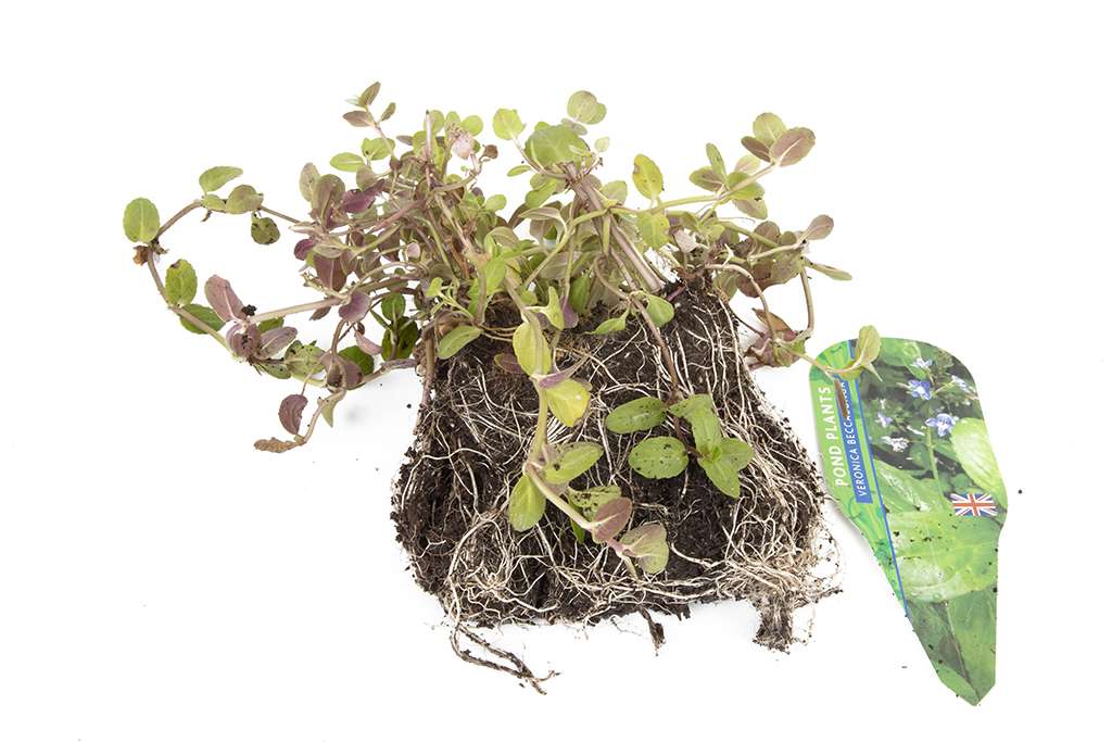 Premium Pond Starter Packs - Pond topup Packs - Oxygenating - Compost and Pots