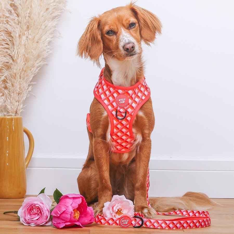 Wyld Cub - Adjustable Dog Harness: Knightsbridge Coral